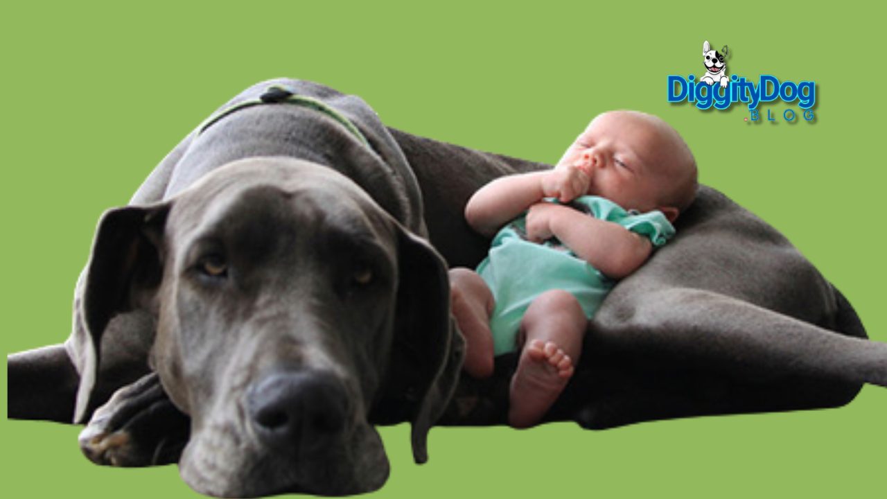 Dog and Baby Best Friends