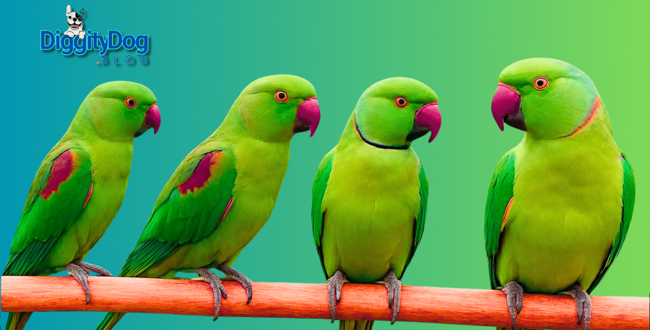 Talking Parrot Saying Funny Things