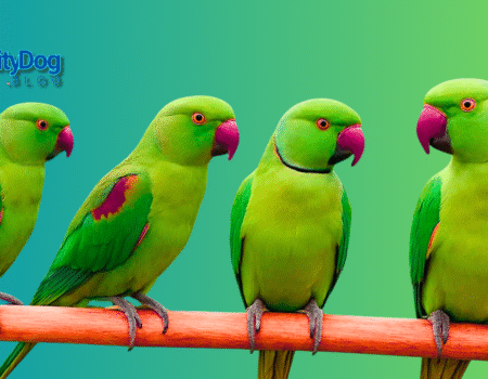 Talking Parrot Saying Funny Things