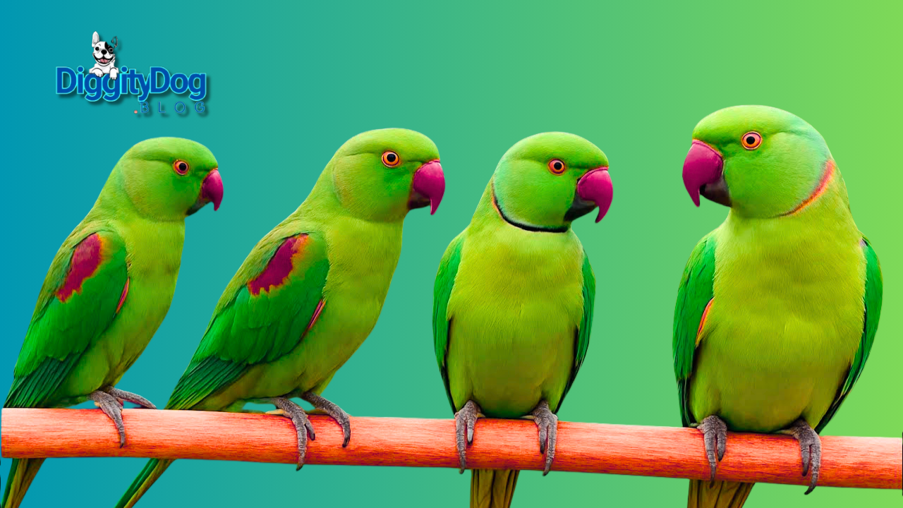 Talking Parrot Saying Funny Things