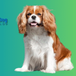 10 Best Dog Breeds for First Time Owners