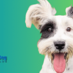 Rescue Dogs for Adoption Near Me