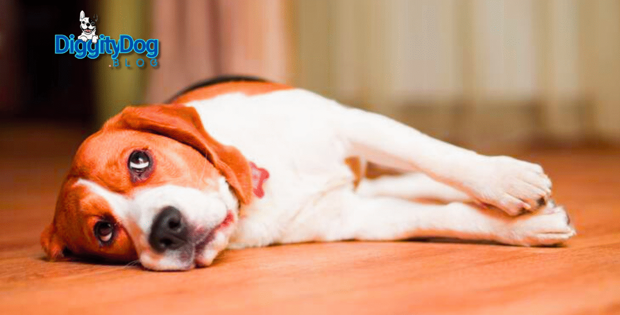 Calming Treats for Dogs