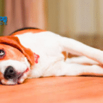 Calming Treats for Dogs