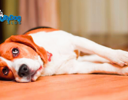 Calming Treats for Dogs