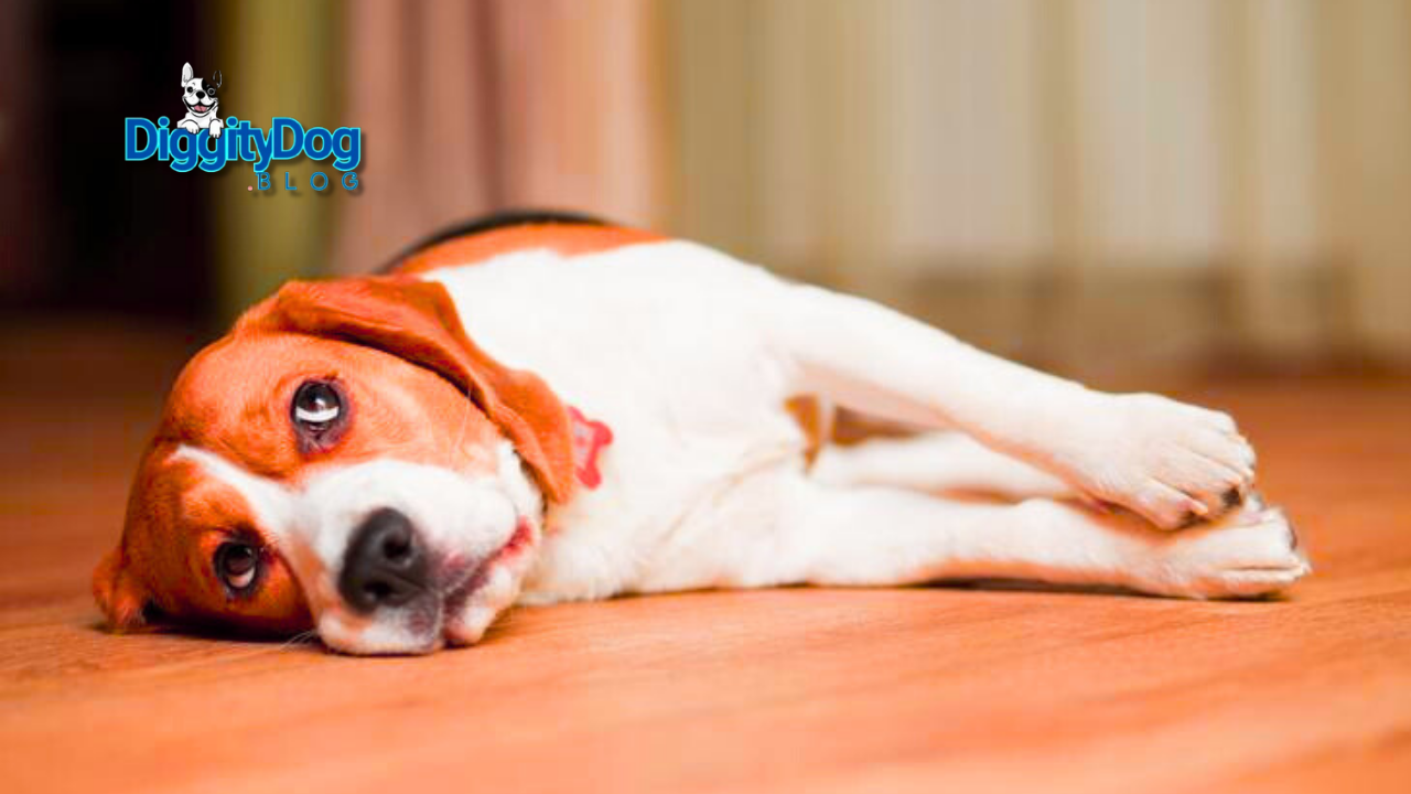 Calming Treats for Dogs