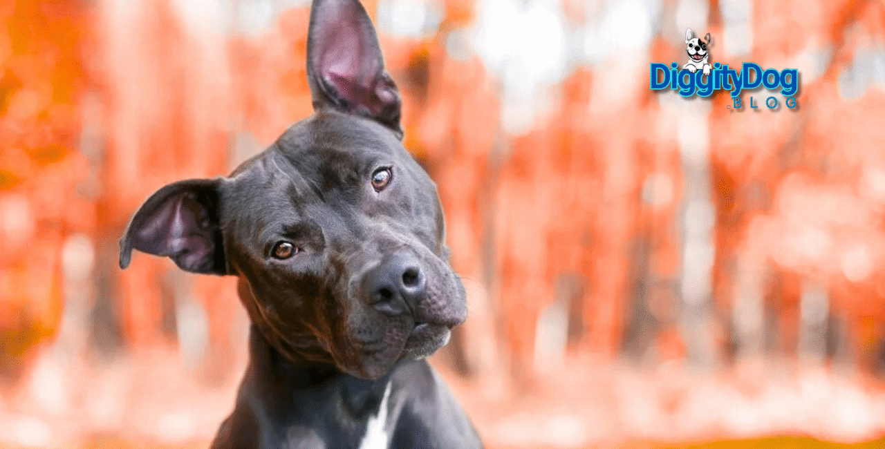 Pet Psychology Explained