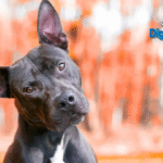 Pet Psychology Explained