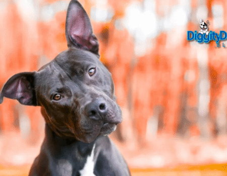 Pet Psychology Explained