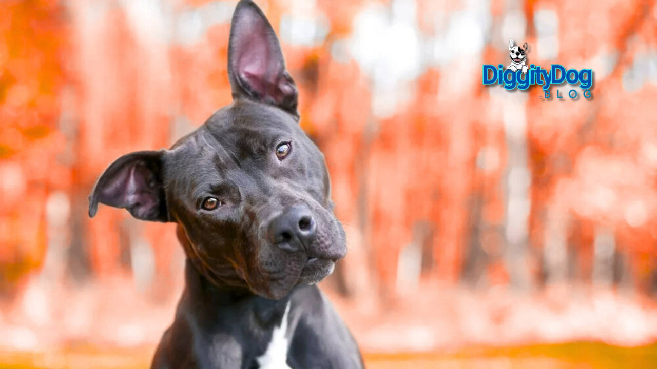 Pet Psychology Explained