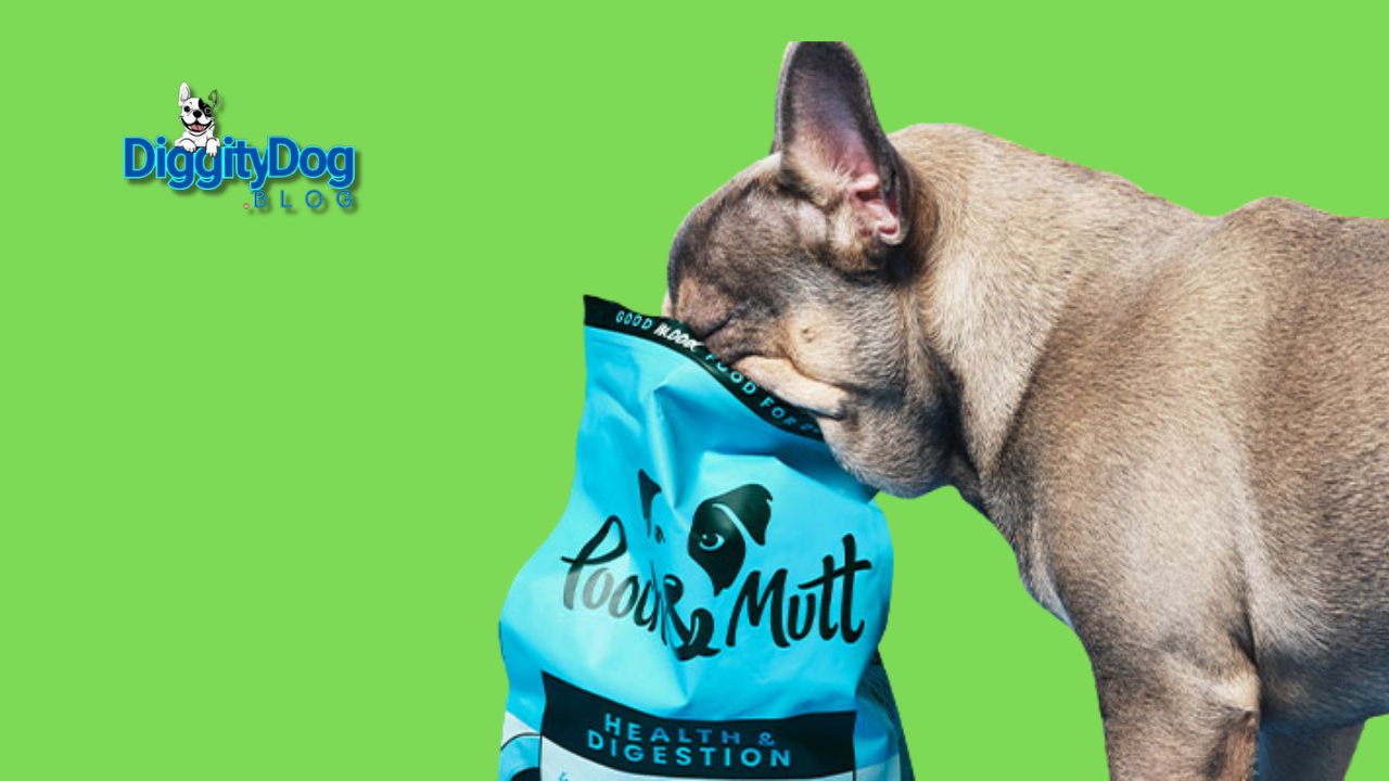 Dog Probiotics Benefits