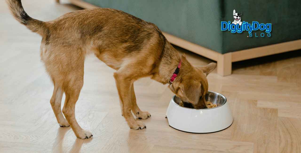 Best Dog Food for Allergies 2025