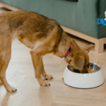 Best Dog Food for Allergies 2025