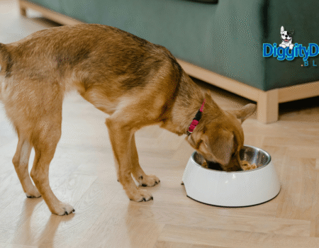 Best Dog Food for Allergies 2025