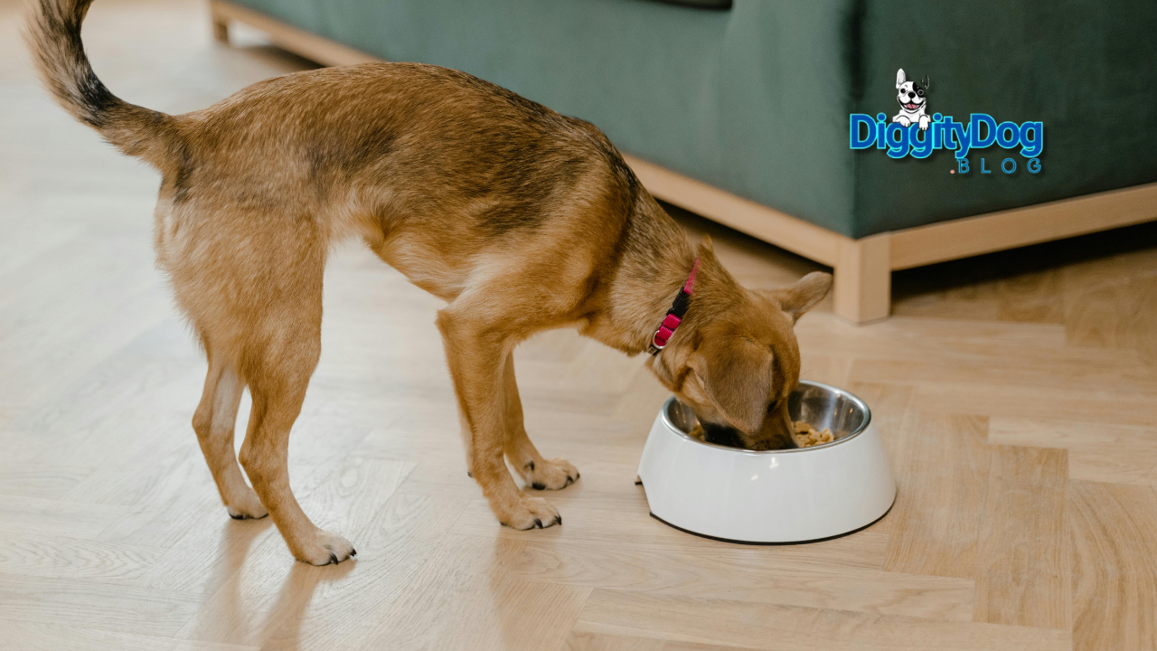 Best Dog Food for Allergies 2025