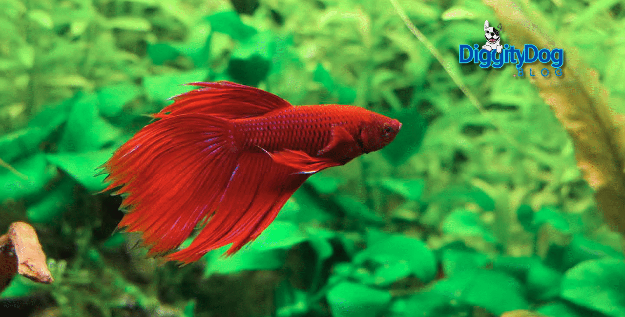 Betta Fish Care 2025
