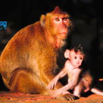 Ethical Monkey Care 2025