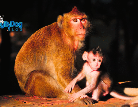 Ethical Monkey Care 2025