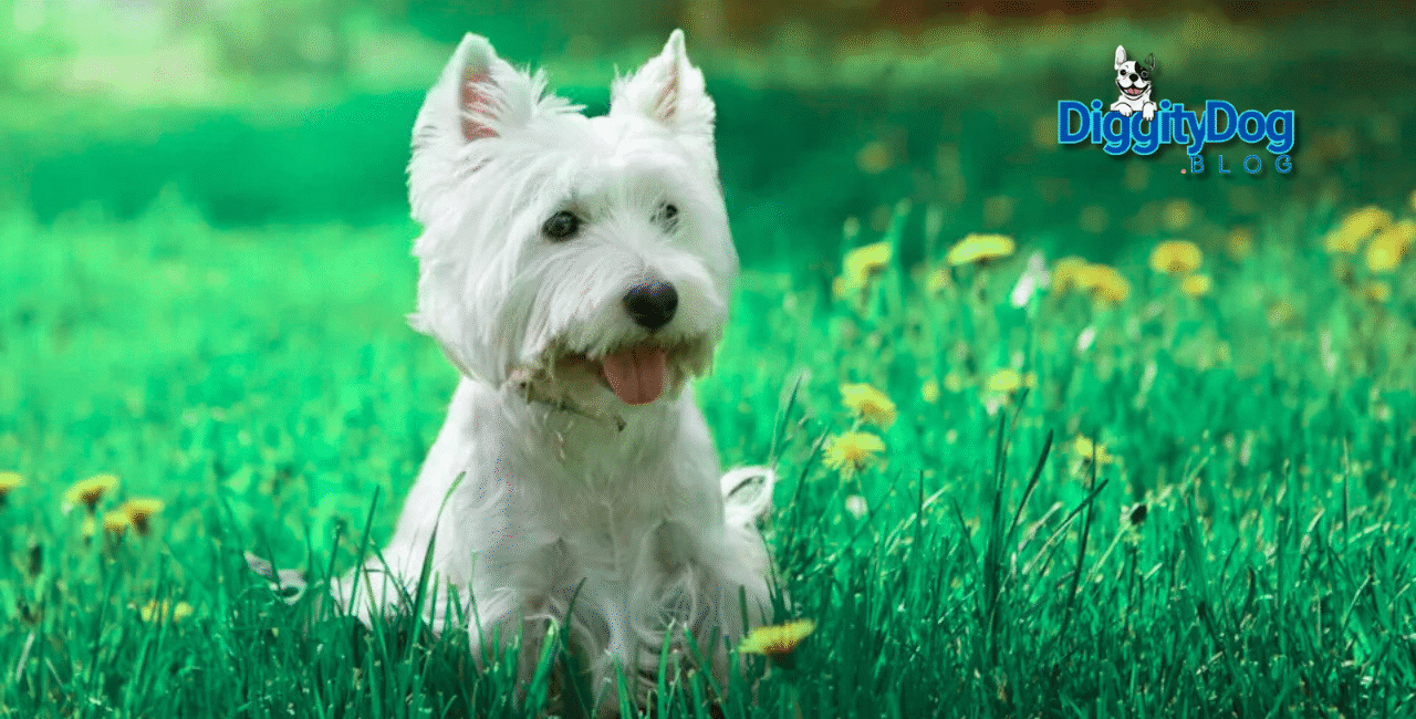 Best Hypoallergenic Dogs 2025