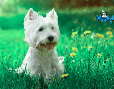 Best Hypoallergenic Dogs 2025