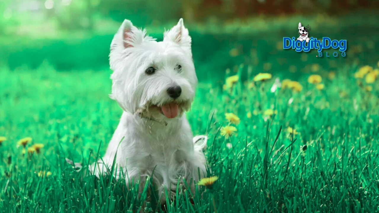 Best Hypoallergenic Dogs 2025