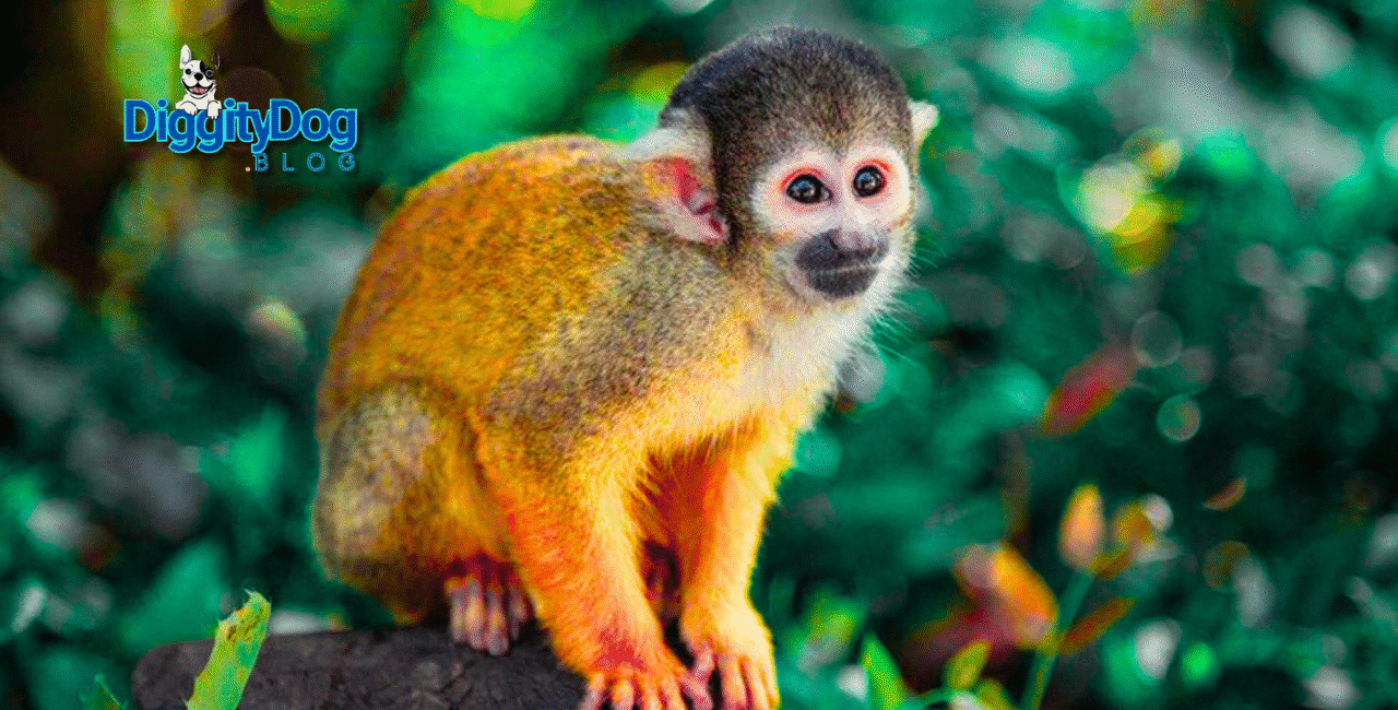 Pet Monkey Laws 2025