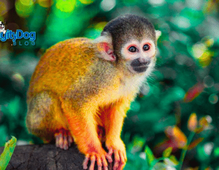 Pet Monkey Laws 2025