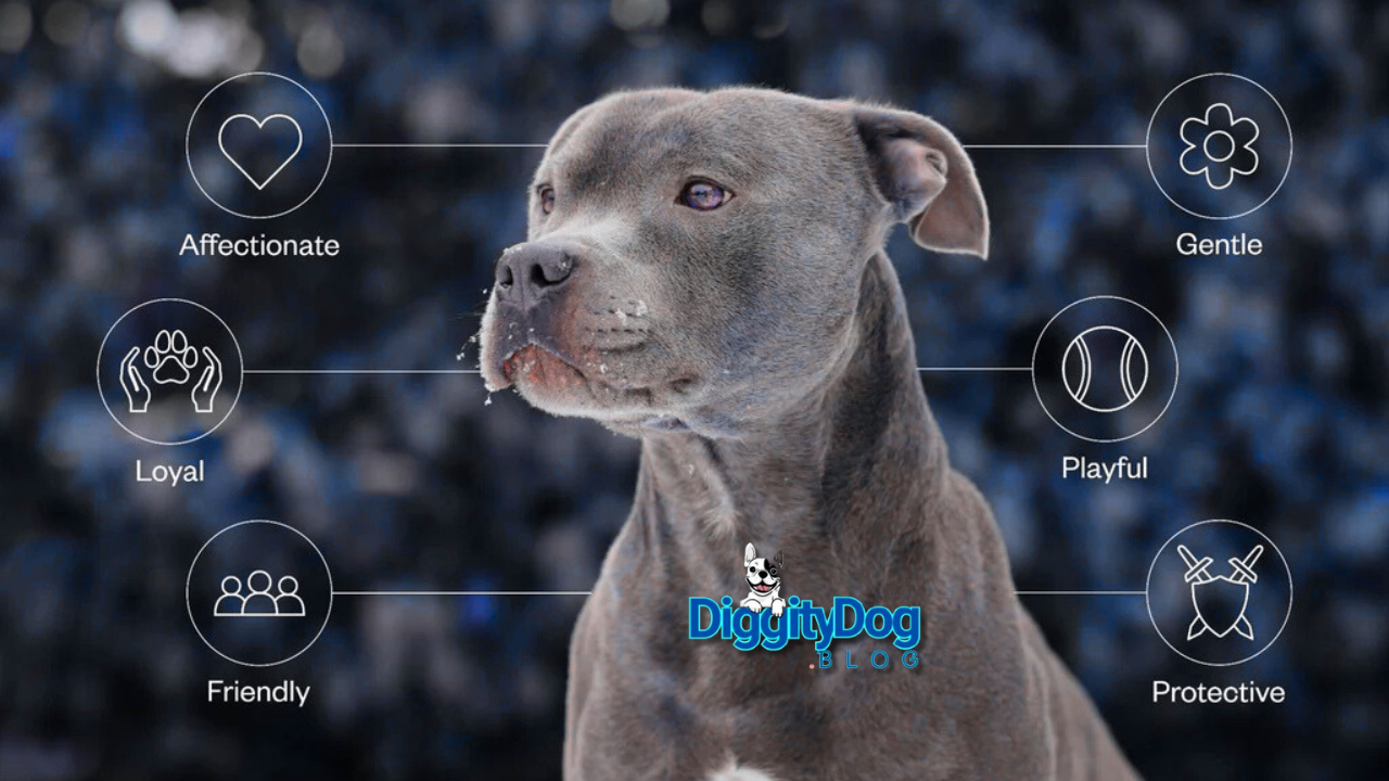 Best Family Protection Dogs