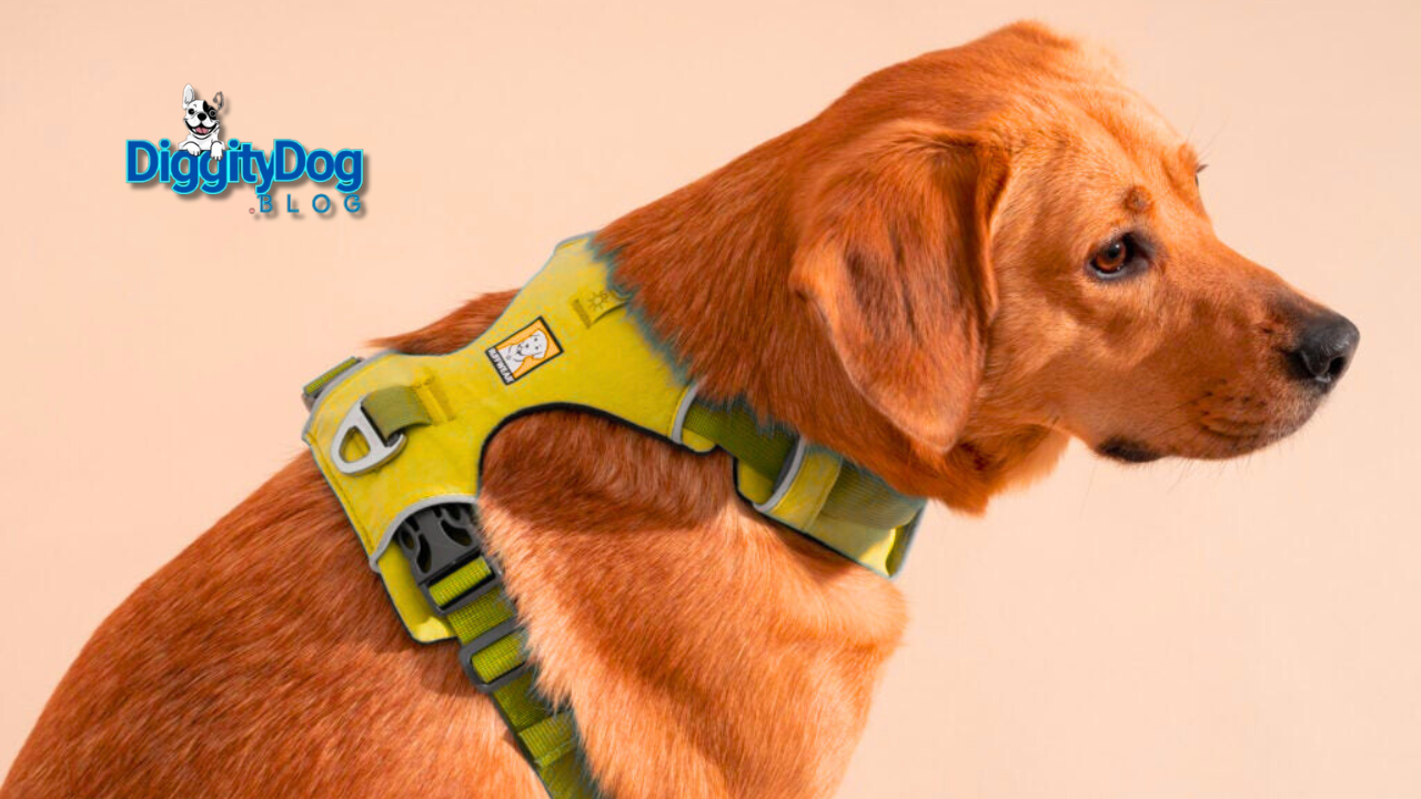 Dog Harness Buying Guide