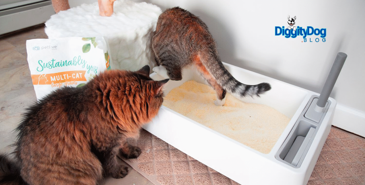 Best Cat Litter Options