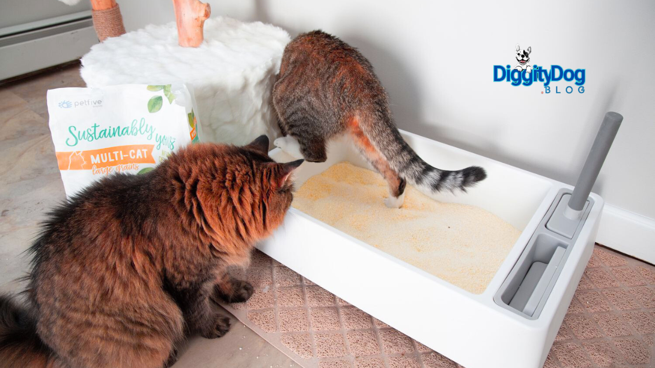 Best Cat Litter Options