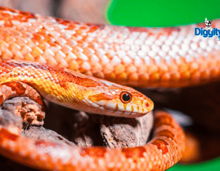 Corn Snake Feeding Schedule for Beginners