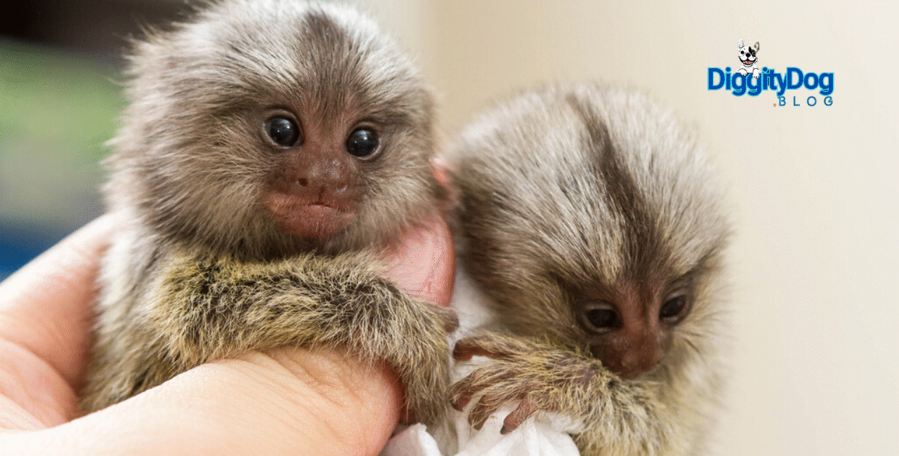 Best Pet Monkeys for Beginners