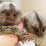 Best Pet Monkeys for Beginners