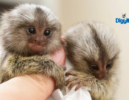 Best Pet Monkeys for Beginners