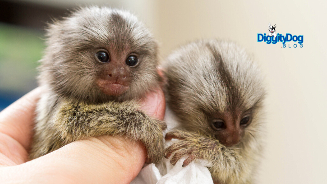 Best Pet Monkeys for Beginners