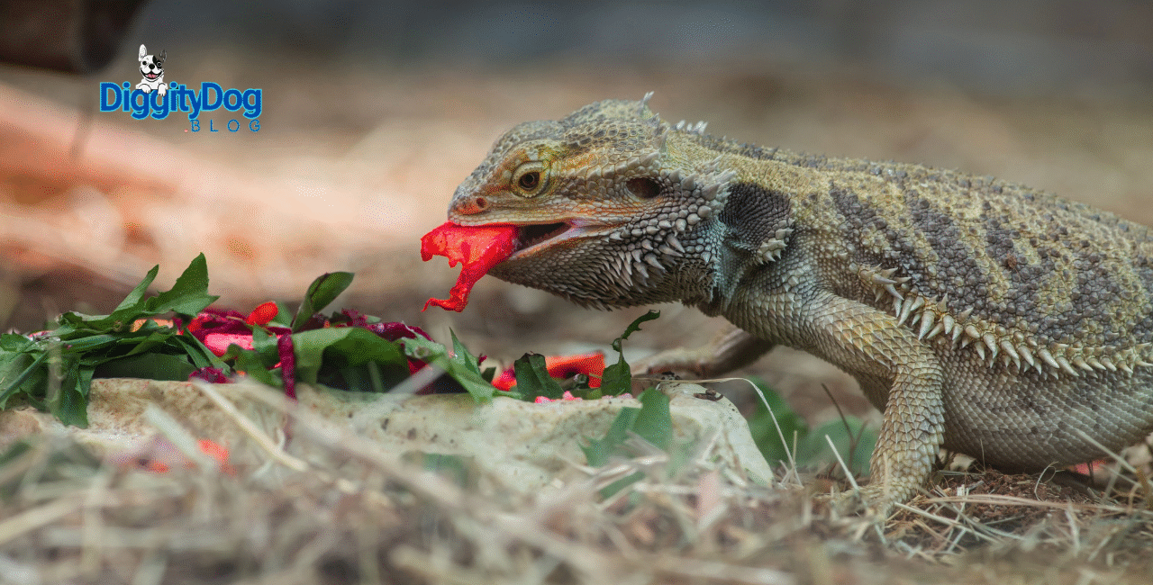 Best Bearded Dragon Diet