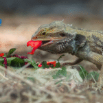 Best Bearded Dragon Diet