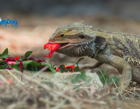 Best Bearded Dragon Diet