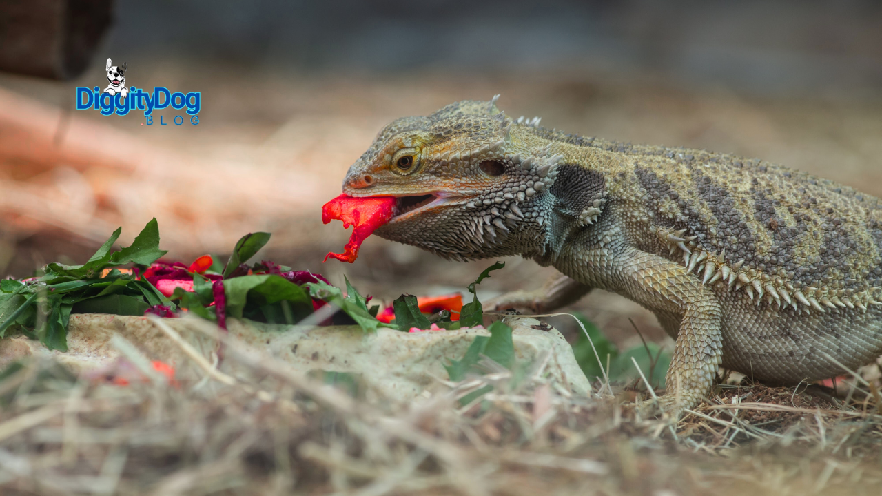 Best Bearded Dragon Diet