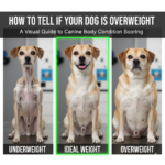 Tell if Your Dog is Overweight