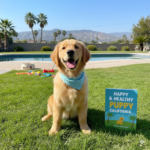 Raising a Happy and Healthy Puppy in California