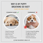 Why Is My Puppy Breathing So Fast