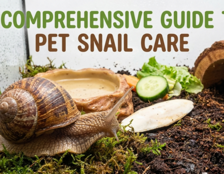 Pet Snail Care