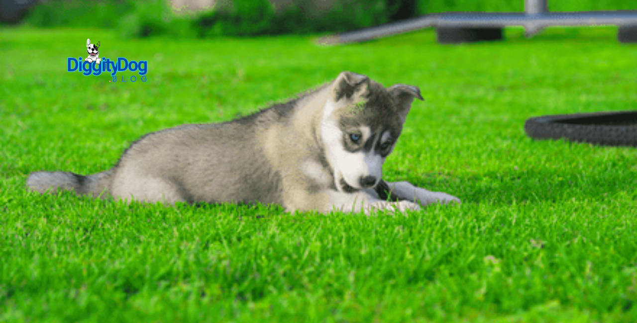 European Parliament Delivers for Dogs