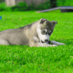European Parliament Delivers for Dogs