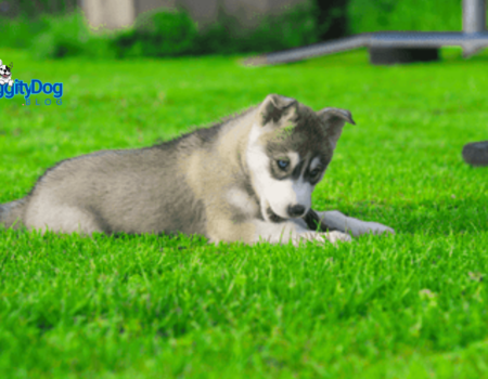 European Parliament Delivers for Dogs