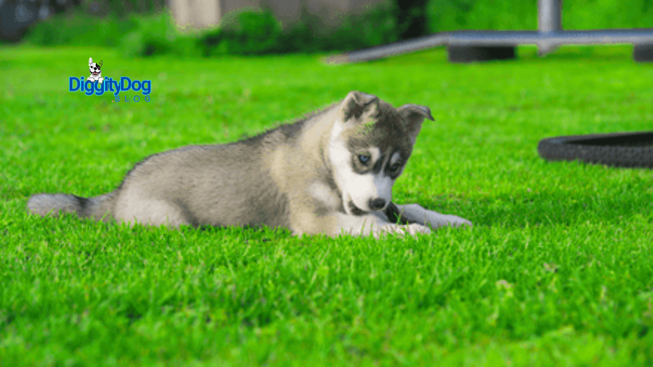 European Parliament Delivers for Dogs