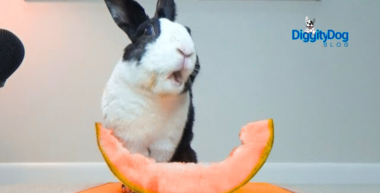 Can Rabbits Eat Melon
