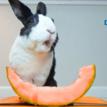 Can Rabbits Eat Melon